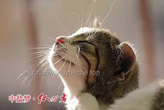 **猫猫的心愿：揭秘喵星人的内心小世界**